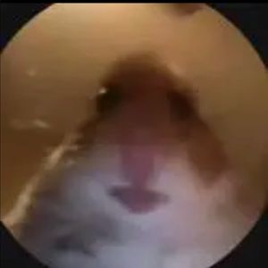 Meet your Posher, Alison